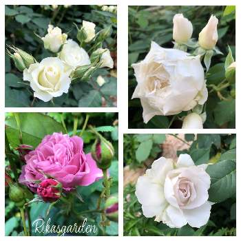 バラ サフィレットの画像 by Rikasgardenさん | 小さな庭とバラ しずくと緑光とバラ あおいとバラ サフィレットと花のある空間とばら バラ 薔薇とおうち園芸とGSに感謝。と今年のお気に入りと花いろいろとお庭の花たちと花のある暮らし