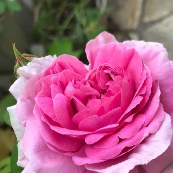 オールドローズの画像 by Megumiさん | 小さな庭とオールドローズとバラ、薔薇、ばらとバラ　コントゥドゥシャンボールとバラ無農薬とばら バラ 薔薇とシェードガーデンと日陰でバラとナチュラルガーデンとお部屋に花をと暮らしに花をと無農薬バラ栽培とコンテナガーデンとガーデニングと花のある暮らしと日陰の庭とバラ・ミニバラとロザリアンと薔薇のある暮らし
