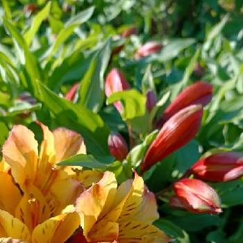 オレンジ色の花も好きの画像 by mimozaさん | お出かけ先とアルストロメリアとオレンジ色の花も好きと日曜ビタミンカラー♪