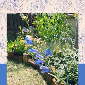 庭パトの画像 by Yossyさん | 庭パトとペンステモン・エレクトリックブルーとお気に入り♡とお母さんありがとうとブルーの花と地植え