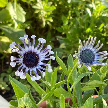 ムラサキの花の画像 by Chiekittaさん | テラスとオステオスペルマム スプーン咲きとオステオスペルマムとSydneyとムラサキの花と青い花とチーム・ブルーNo.058とオーストラリアと青い花マニアとチーム・ブルーとAustralia