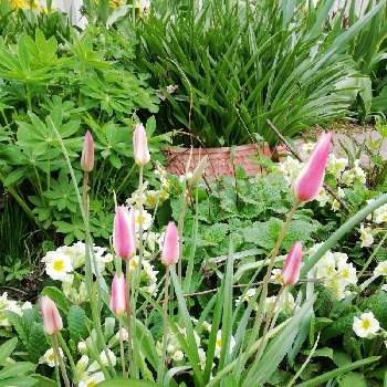 ルピナスの葉の投稿画像一覧 Greensnap グリーンスナップ