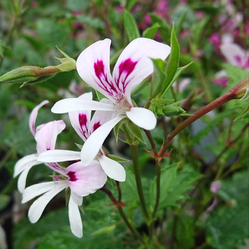 キクバテンジクアオイの投稿画像 By 花穂さん お出かけ先と身近にある花達と植物の力って凄いと植物って素晴らしいと花のある暮らしとフウロソウ科と身近にある花達と植物の力って凄いと植物って素晴らしいと花のある暮らしとフウロソウ科 22月5月8日 Greensnap