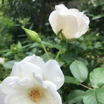 つるアイスバーグの画像 by フェリシアさん | 小さな庭とつるアイスバーグと白い花とおうち園芸とGSでの繋がりに感謝