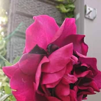 素敵な香りの画像 by のりりんの森さん | 薔薇　真夜とマイガーデンと素敵な香りと好きな花色とバラはいいなぁと薔薇愛同盟