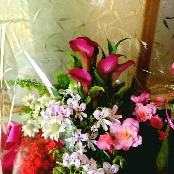 ロシェブランドの画像 by ロシェさん | 部屋とフランネルフラワーとカラーとリーガース・ベコニアとカランコエとアジアンタムとハーブゼラニウムとピンクの花と寄植えと赤い花と赤い苞と白い花と母の日ギフトとロシェブランドと母の日とフラワーギフトと贈り物