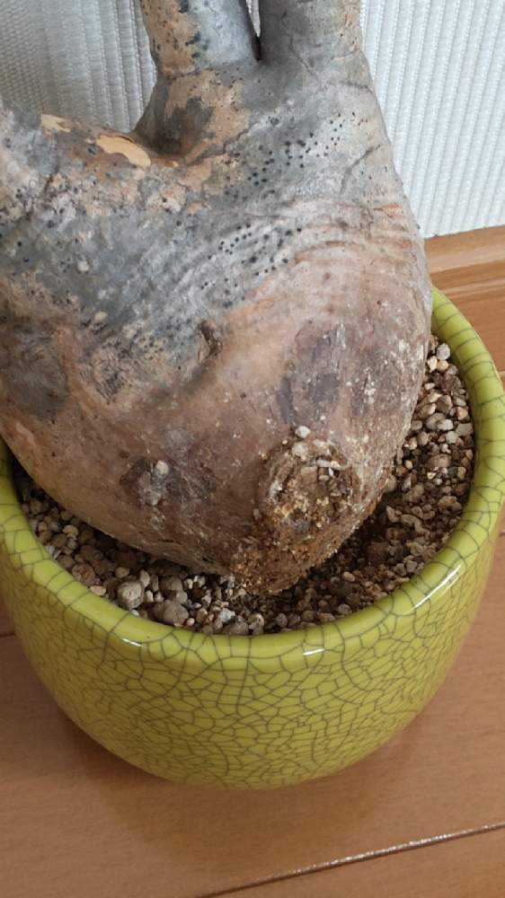 現地球　グラキリス　未発根 パキポディウム グラキリス 未発根 | mana's farm:塊根植物