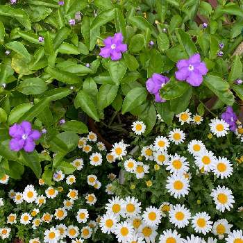 可愛い子❤の画像 by あっちゃんさん | 小さな庭と小さなお花と可愛い子❤とワクワク♡と紫大好き♪