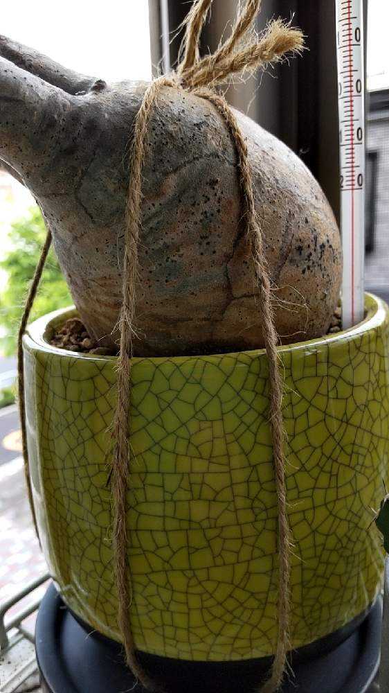 パキポディウム　グラキリス パキポディウム グラキリス 実生 鉢付き パキポディウム・グラキリス