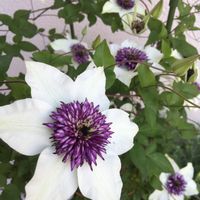 クレマチス,クレマチステッセン,紫の花,クレマチス 鉢植え,玄関の画像