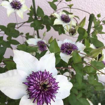 クレマチス,クレマチステッセン,紫の花,クレマチス 鉢植え,玄関の画像
