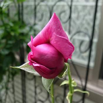 鮮やかなの画像 by BLANKAさん | テラスと薔薇と花のある暮らしと可愛い蕾と鮮やかなと薔薇 シャルル・ド・ゴール