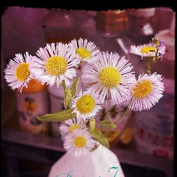 野花を生けるの画像 by kiki:]さん | キッチンとマツバウンランとハルジオンと開花と開花ラッシュと植物のある暮らしとEnvironmentalJusticeと野花を生けると小さな野花