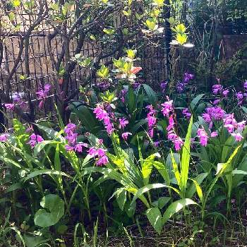シラン（紫蘭）の画像 by PKNさん | 小さな庭とシラン（紫蘭）