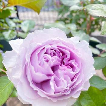 パープル　紫の画像 by yu☆laさん | 小さな庭とバラ リラとバラと薔薇♡とお花大好き♡と癒し…♡と綺麗な色♡と花のある暮らしとかわいいな♡とバラのある暮らしとバラのある庭とお家園芸とパープル　紫