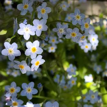 五月晴れの画像 by 雨さん | 小さな庭とワスレナグサと花のある暮らしと初夏と五月晴れ