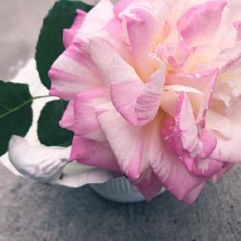 クロード・モネの画像 by sさん | 小さな庭とばら バラ 薔薇とピンクの花と花のある生活とピンク❤︎ピンクとおうち園芸と低木と花のある暮らしと頂き物とクロード・モネ
