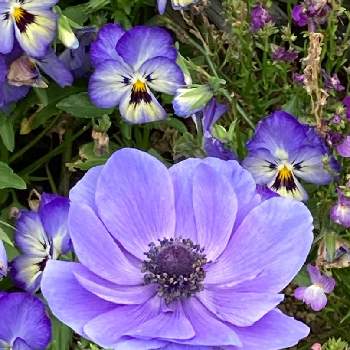 癒しの薄紫の画像 by 廣花奈さん | お出かけ先とビオラとアネモネとウクライナに平和をと癒しの薄紫とありがとう♡とJuneの会といつも心に太陽をと乙女色クラブとおやすみなさい⭐