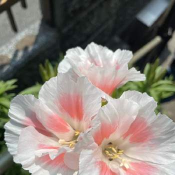 清楚の画像 by kazuさん | 玄関とゴテチャ(ゴテチア)と鉢植えのお花と可憐とGS映えと清楚と実家の庭と花いろいろとピンク色の花と可愛いと花のある暮らしと白い花