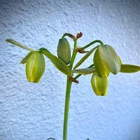 アルブカ スピラリス フリズルシズル,開花,自然美,ミニ観葉,ケープバルブの画像