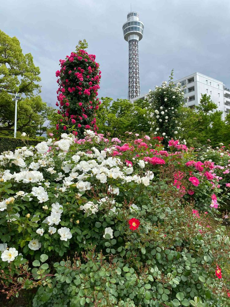 nanairoFさんの山下公園への投稿