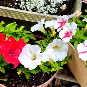 紅白の画像 by ウーゲデールさん | 小さな庭と元気いっぱいとサフィニア♪とホワイトと紅白と夏の花と美しいと明るい色と赤い花と花いろいろと夏色