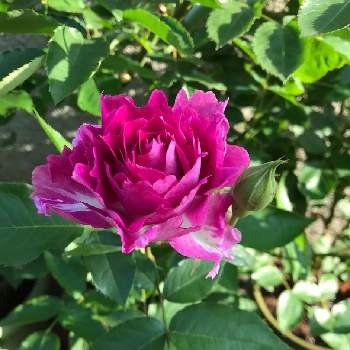 今朝の庭の画像 by きゃらめる©︎さん | ばら バラ 薔薇と大好きな薔薇♡とバラの家とバラ科と今朝の庭と5月とロサオリエンティスとロザリアンと香りのバラ