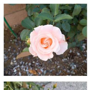 ロココの画像 by しゃさん | 広い庭とロココとばら バラ 薔薇とピンク