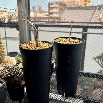 夏型塊根植物の画像 by そーれさん | 窓辺とオペルクリカリア・パキプスとオペルクリカリアパキプスと植物と暮らすとオトンナ属とオペルクリカリア属と塊根植物と夏型塊根植物
