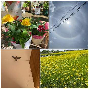 ハロ現象の画像 by ネイビーさん | ミニバラ鉢植えとハロ現象とミニバラ好きとハロ・日暈。と花のある暮らし