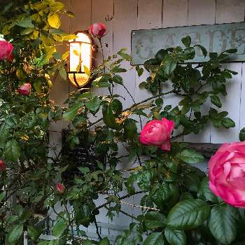 夜の庭の画像 by bluemouseearsさん | 小さな庭と花のある暮らしと夜の庭