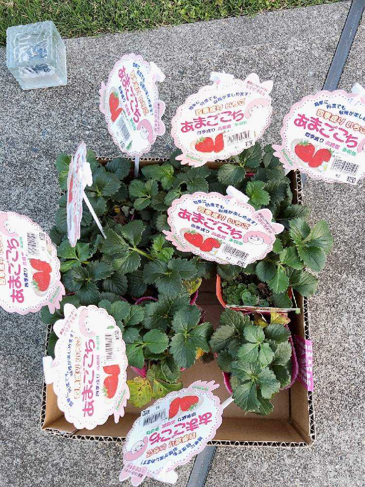 ストロベリーポットにイチゴを植えよう🍓｜🍀GreenSnap（グリーン