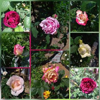 フレンチレースの画像 by まにこさん | 広い庭とオクラホマとフレンチレースとジュビレ・デュ・プリンス・ドゥ・モナコとポール・セザンヌとヴァエリガータ・デ・ボローニャとズヴニール ドゥ ドクター ジャメインと名無しちゃんとプリンセスドゥモナコとばら バラ 薔薇とバラ大好きとバラのある暮らしとお庭作り中とバラを楽しむ