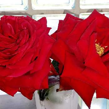 赤いばらの画像 by ハリネズミさん | 玄関と赤いばらと元気な花と有り難うとバラを楽しむと香りのバラ
