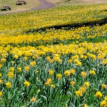 水仙の画像 by moonさん | お出かけ先と水仙と初夏へと春に咲く花と水仙まつりとえぼしスキー場と黄色い花と我ら宮城県民