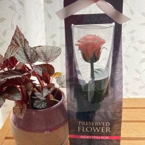 プリザーブドフラワー薔薇,おうち園芸,棚の画像