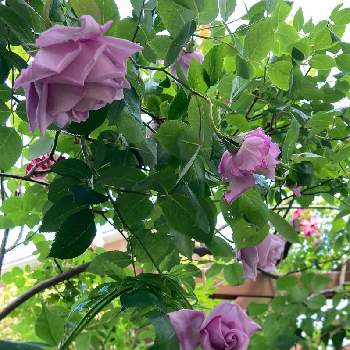 バラ フォースオブジュライの画像 by jijiさん | 小さな庭とつるバラ・ブルームーンとバラ フォースオブジュライとパーゴラ♡とツルバラ☆といい香りと花のある暮らしと紫の花