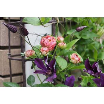 ラディッシュ,バラ,OLY 30mm F3.5 Macro,OM-D E-M1Ⅱ,箱庭に咲く花5月の画像