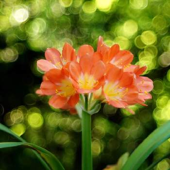 玉ボケの画像 by XLCRさん | 小さな庭とクンシランと君子欄とグリーンアクセサリー♪とオレンジ色の花とビタミンカラーとバブルボケと花のある暮らしと花を撮る暮らしと玉ボケ