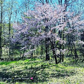 自然の中での画像 by HYJ☆さん | お出かけ先と川のほとりの一本桜とwith nature♡とホントはアウトドア派とNo Flower, No Lifeと自然の中でと日曜日なのにグズグズとLove Hokkaido ❤️と桜は５月♡とお花見散歩
