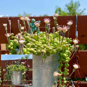 グリーンネックレス,多肉植物,人工芝,今日の一枚,植物のある暮らしの画像