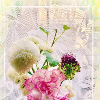 カーネーション♡,お花の定期便,GSミニモニ。,お花のある暮らし,ポンポンマム♡の画像