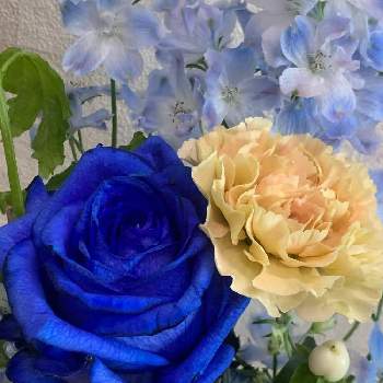 青い薔薇の投稿画像一覧 Greensnap グリーンスナップ