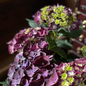 濃い紫色の画像 by シナモンさん | 階段/廊下と植物のある暮らしとお花大好き♡とハイドランジア・ディープパープルと紫陽花 アジサイ あじさいとお花のある暮らしと濃い紫色とハイドランジア♡とアジサイ大好き