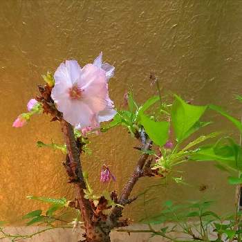 旭山桜の画像 by たねちゃんさん | 部屋と旭山桜とサクラと盆栽とミニ盆栽とGS小説パロディ