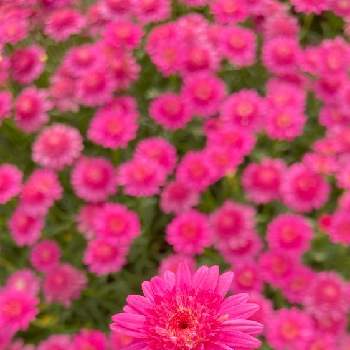2022春の画像 by natsu*さん | アプローチとボンザマーガレット ルージュピンクと2022春と花壇とサントリー フラワーズと育てている植物と春満開