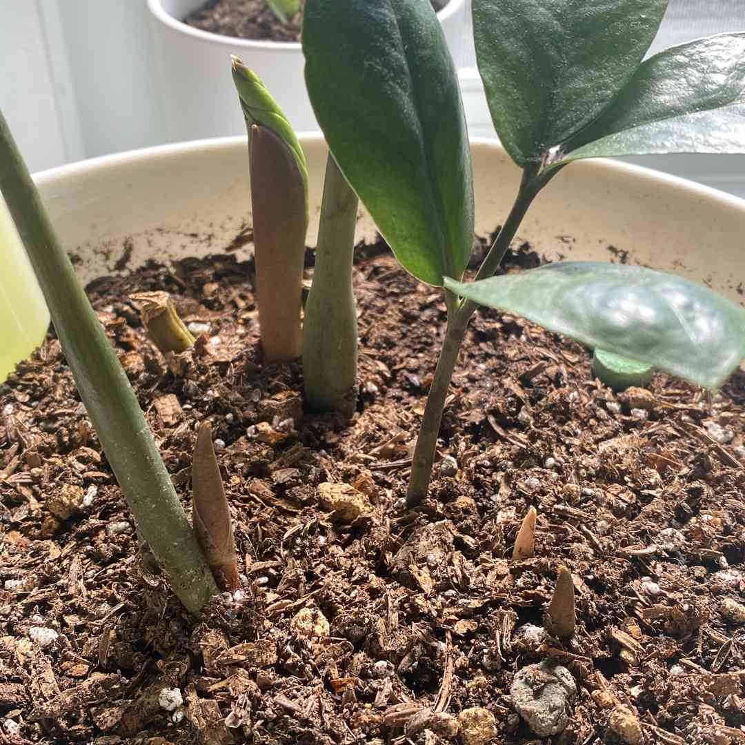 ザミオクルカスの新芽が生えました🌱｜🍀GreenSnap（グリーンスナップ）