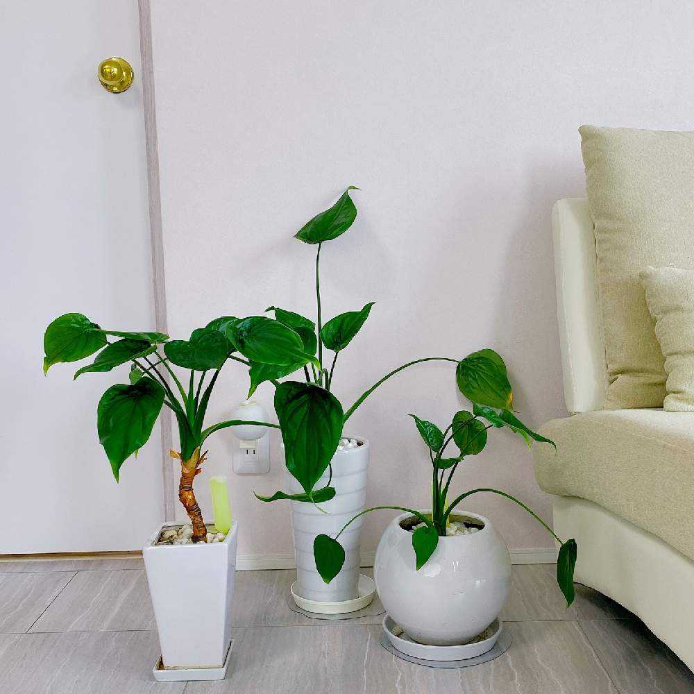 クワズイモの株分け Greensnap グリーンスナップ