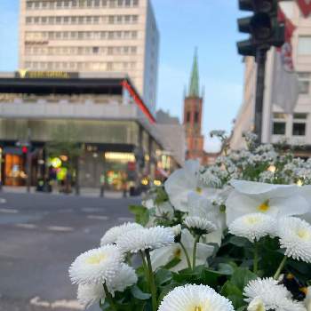街の片隅の画像 by kananaさん | お出かけ先とドイツと雲仲間とバラと夢CLUBと街の片隅とイースターと花のある暮らしと白い花とデュッセルドルフと通りすがり