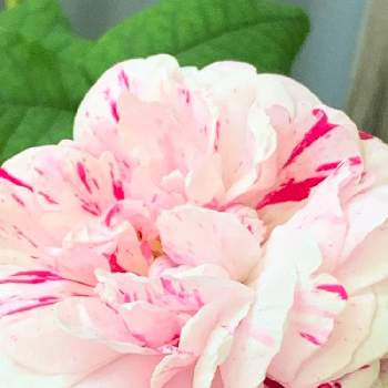 素敵な薔薇のある暮らしの画像 by かずさん | 小さな庭と半蔓薔薇　バリエガーターディ　ボローニャと素敵な薔薇のある暮らしとロザリアン★*と癒しとおうち園芸と鉢植え✨とお花大好き✨と花のある暮らし